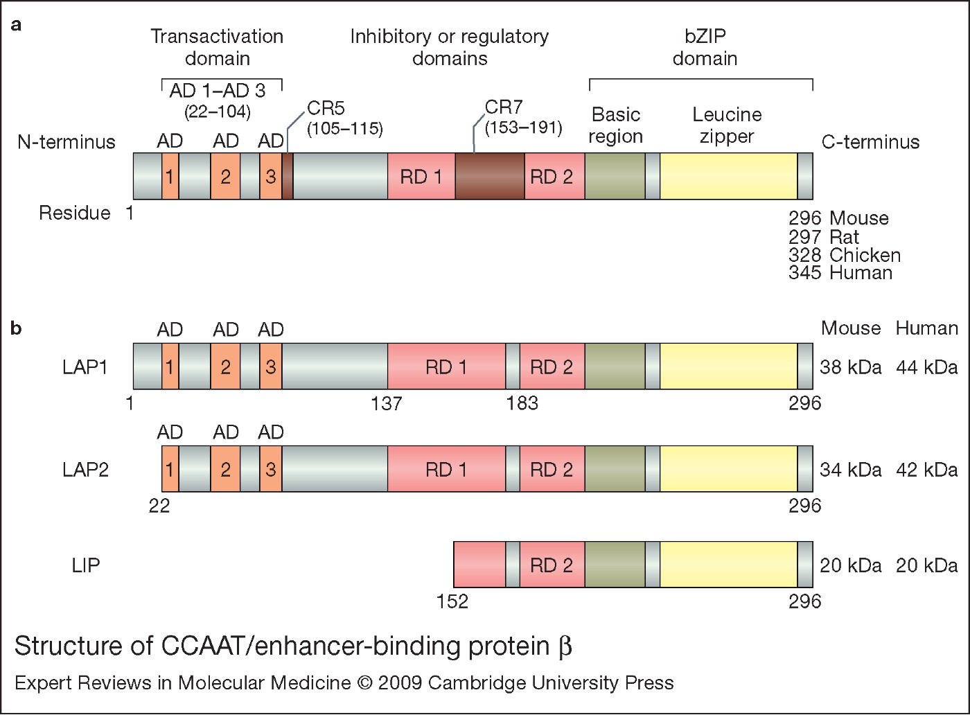 CCAAT enhancer binding protein β its role in breast cancer and