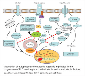 Molecular Mechanism Of Hepatic Steatosis Pathophysiological Role Of