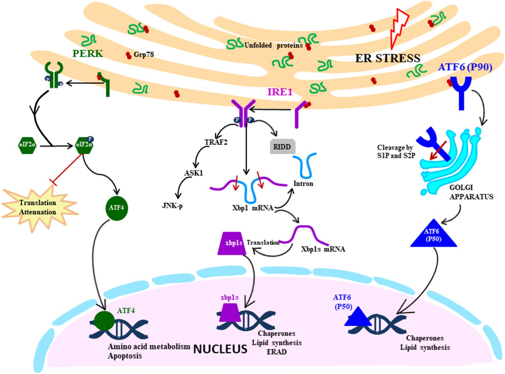 Targeting Unfolded Protein Response A New Horizon For Disease Control