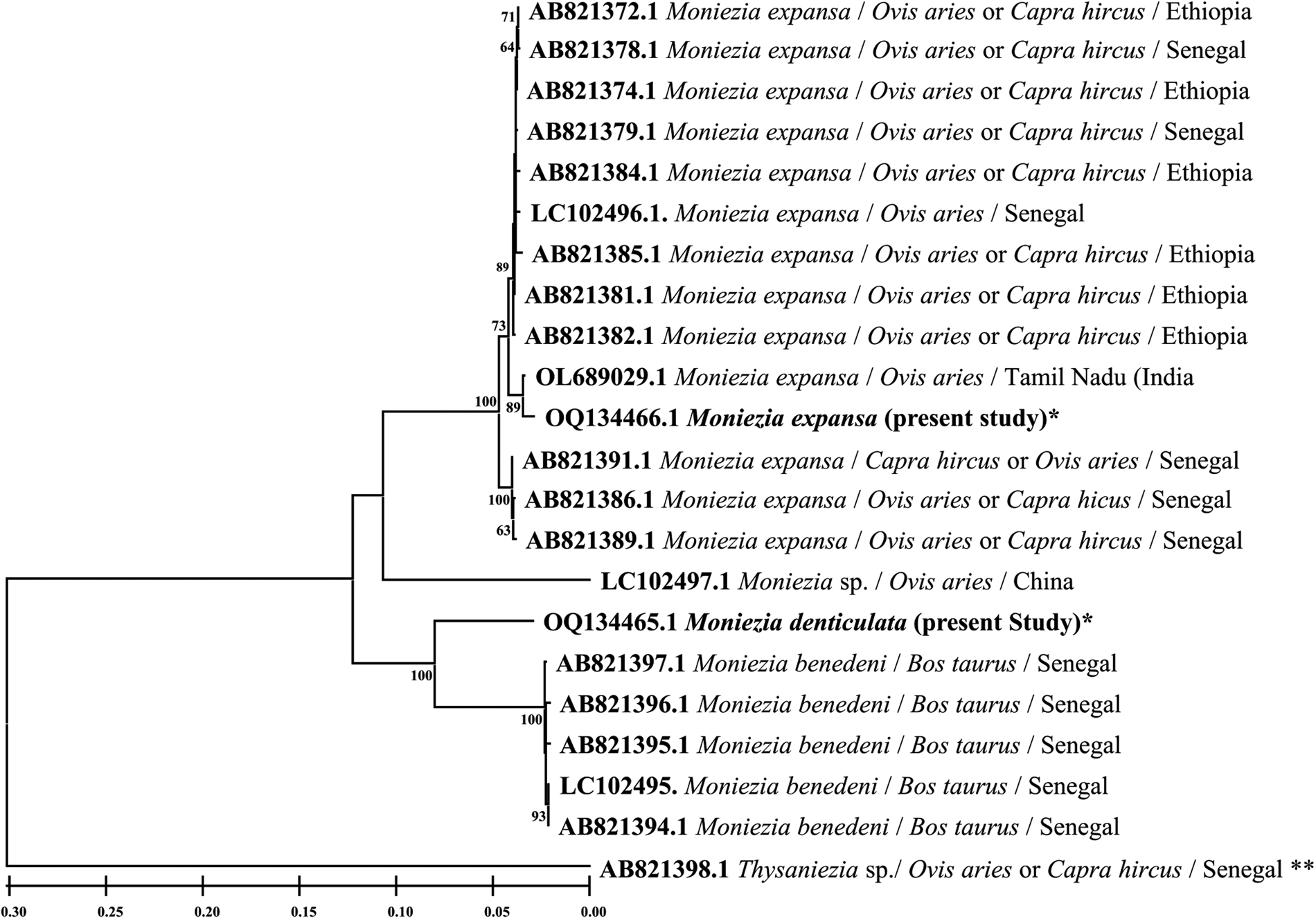 Molecular Characterization Of Moniezia Denticulata Rudolphi 1810 And