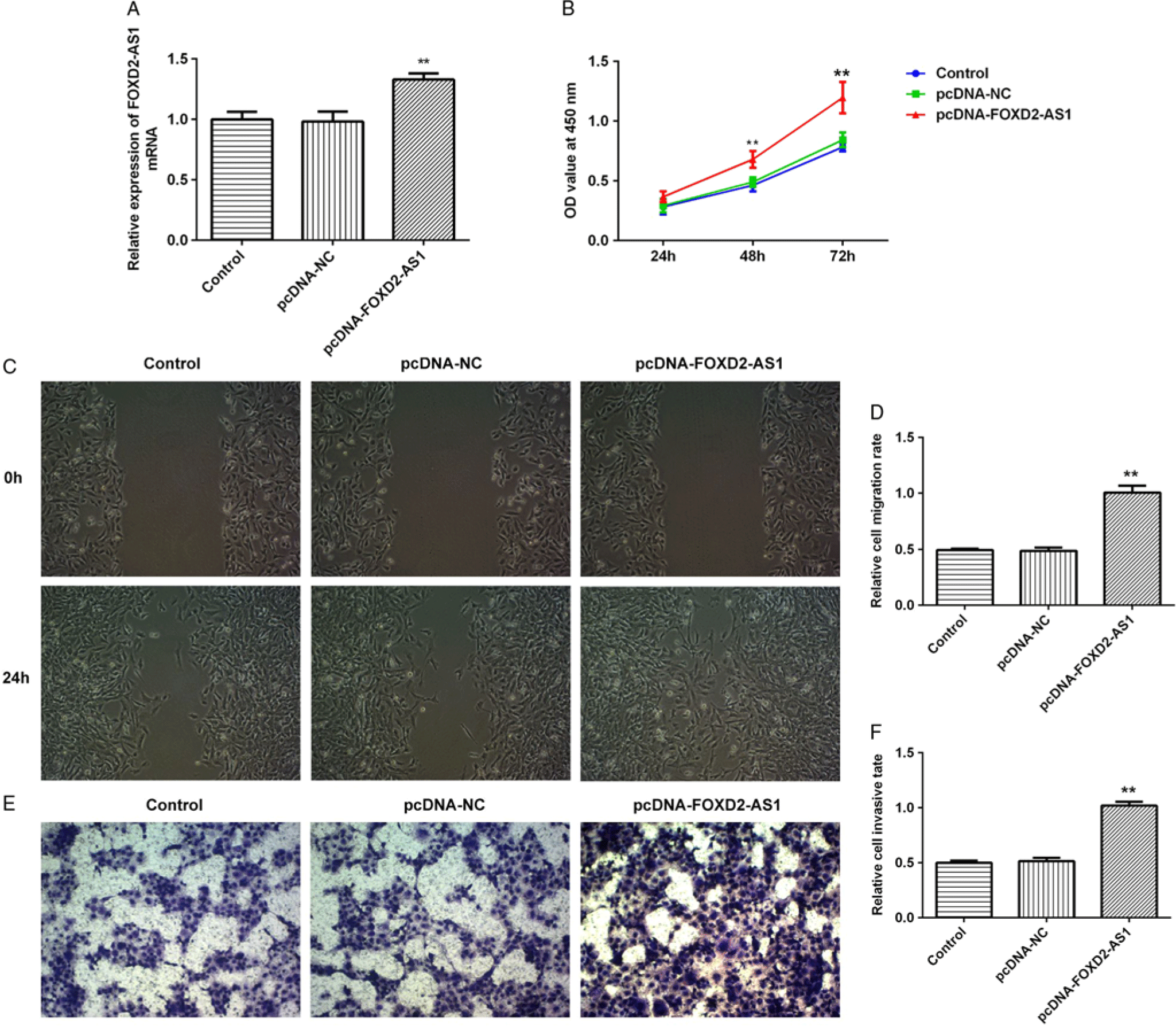 LncRNA FOXD2 AS1 Affects Trophoblast Cell Proliferation Invasion And