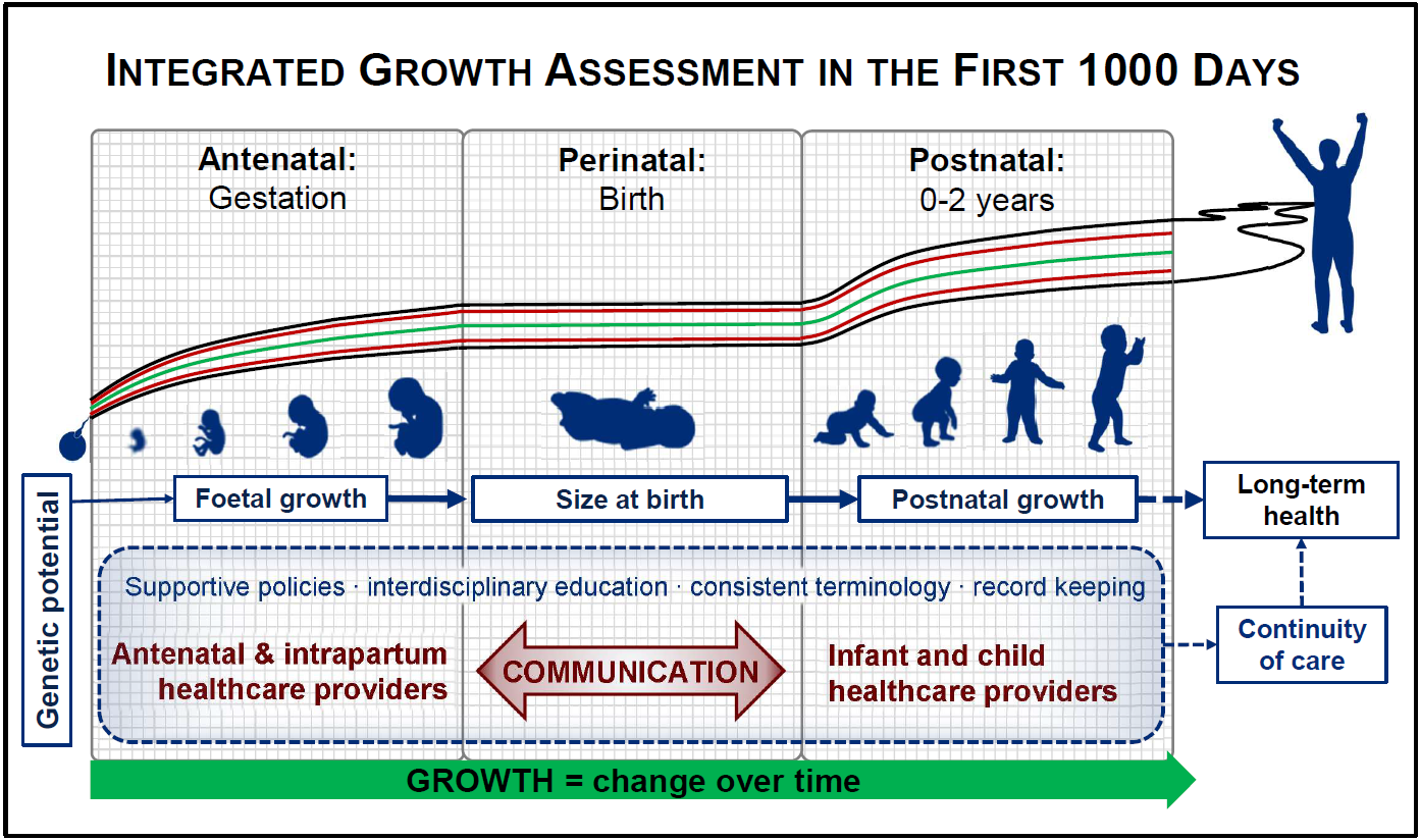 Main determinant of height during phases of childhood growth. a