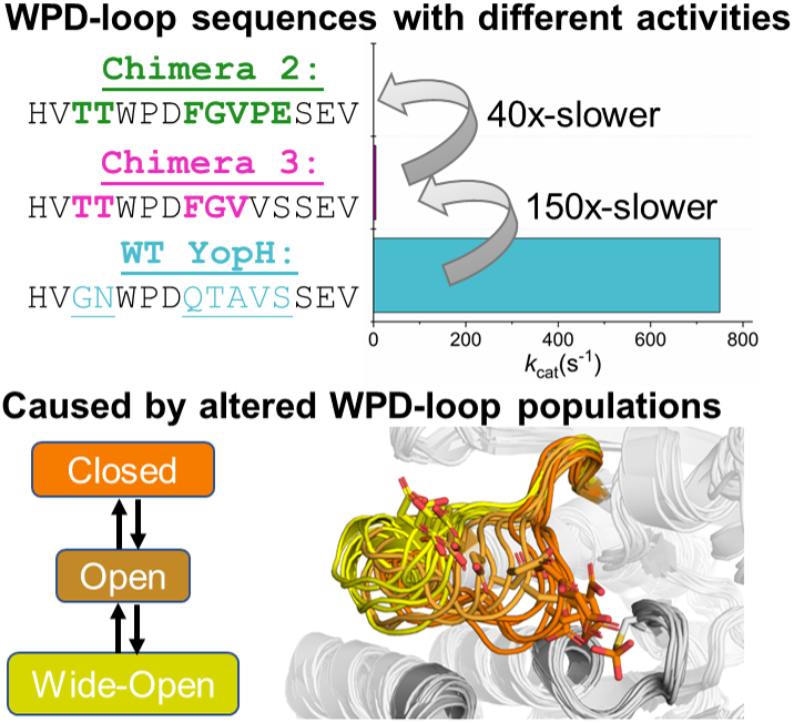 graphical abstract for Sequence – dynamics – function relationships in protein tyrosine phosphatases - open in full screen