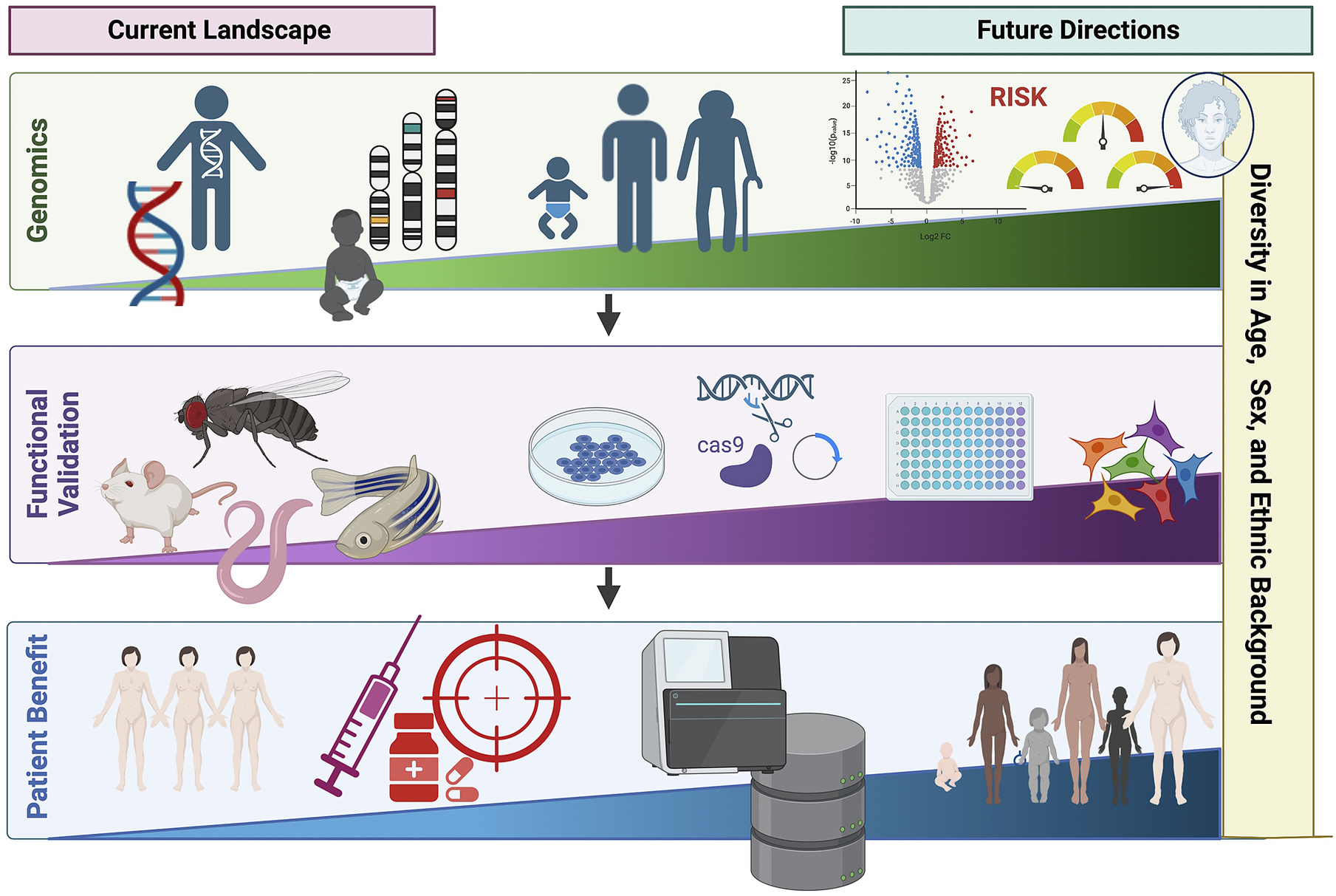 graphical abstract for Cross-population applications of genomics to understand the risk of multifactorial traits involving inflammation and immunity - open in full screen