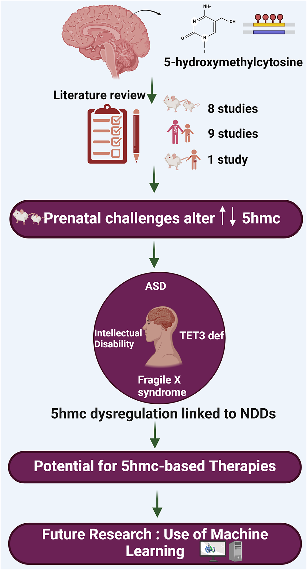graphical abstract for Exploring the epigenetic landscape: The role of 5-hydroxymethylcytosine in neurodevelopmental disorders - open in full screen