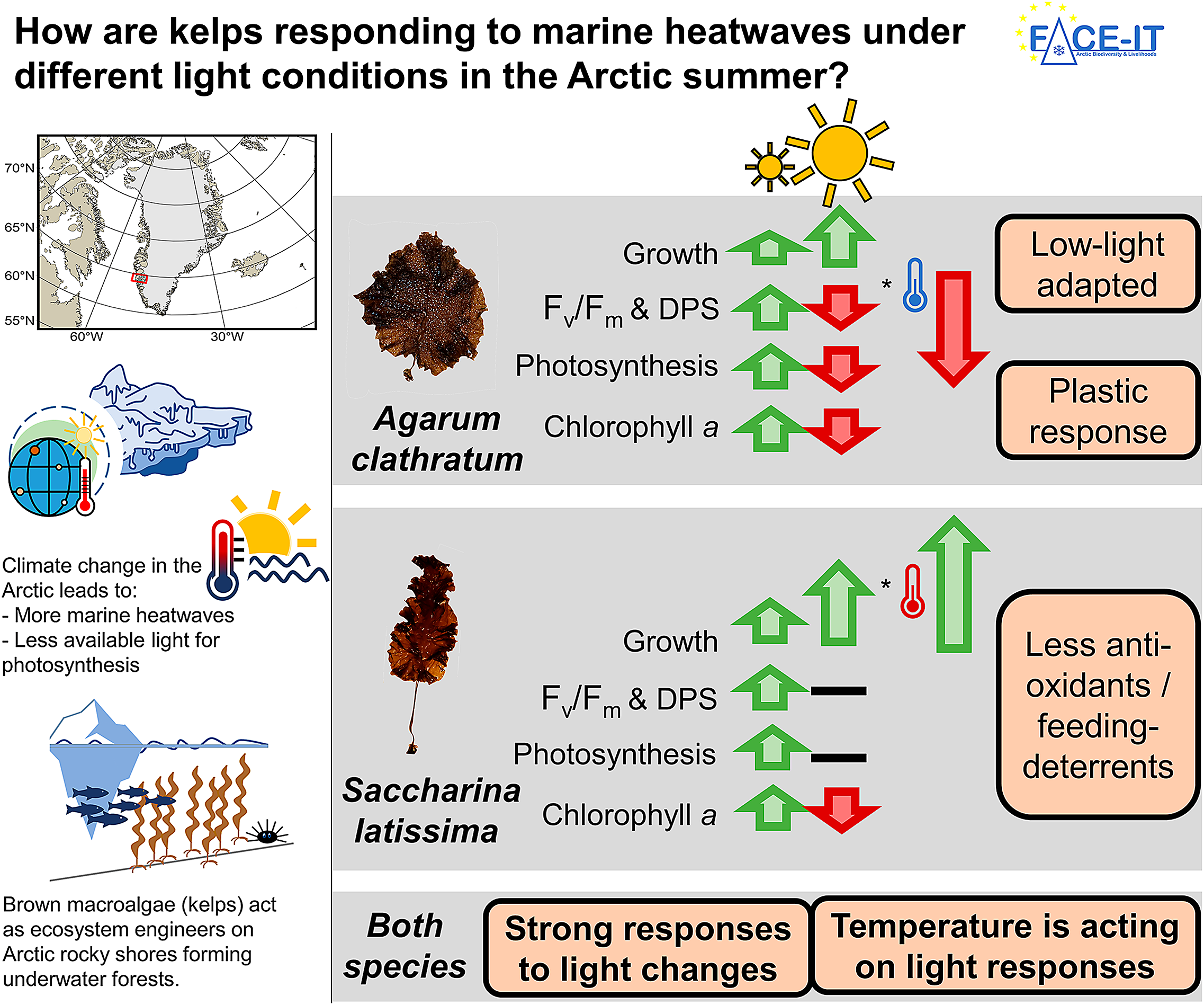 graphical abstract for Light-mediated temperature susceptibility of kelp species (Agarum clathratum, Saccharina latissima) in an Arctic summer heatwave scenario - open in full screen