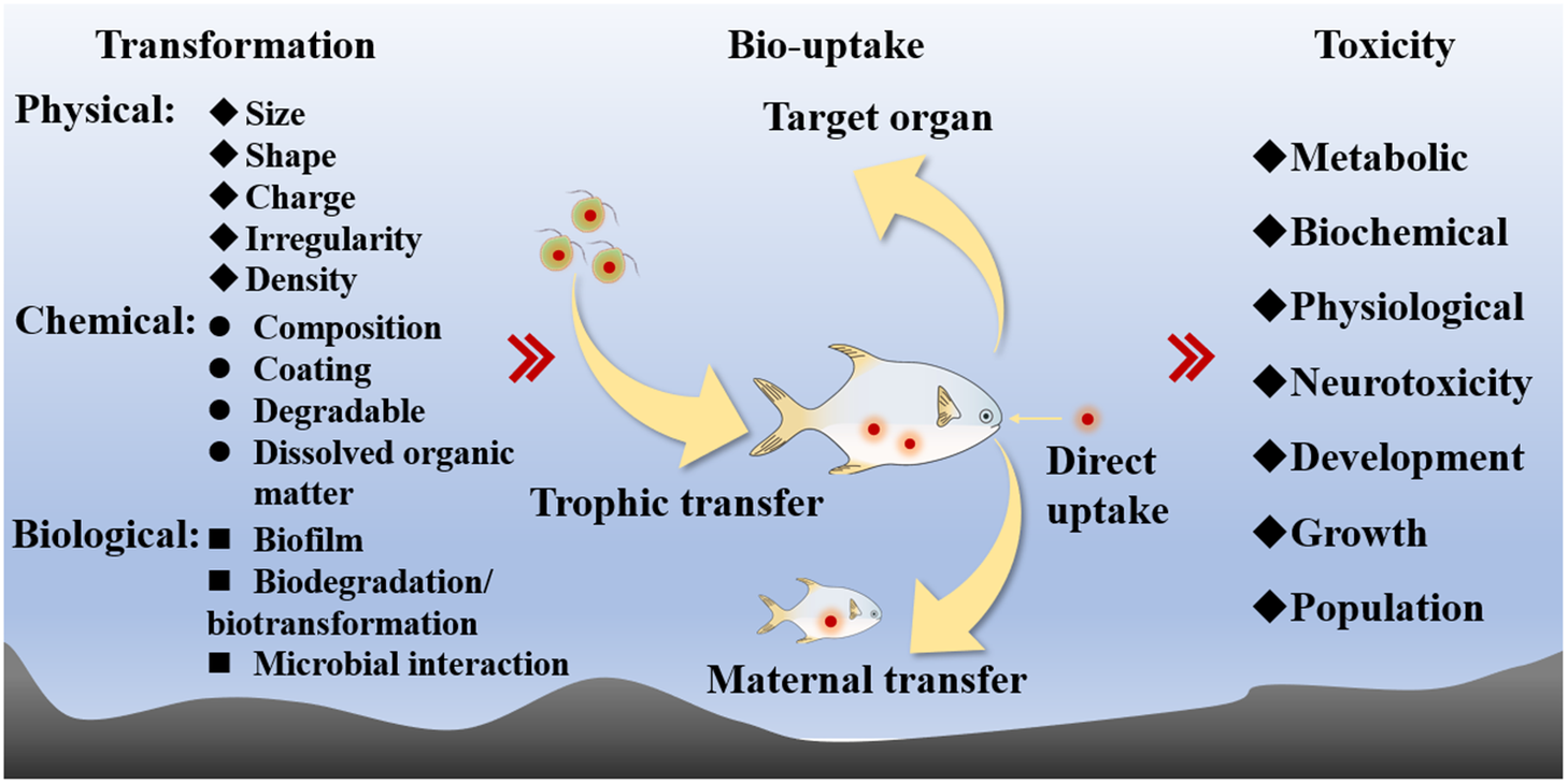 Environmental toxicology of marine microplastic pollution