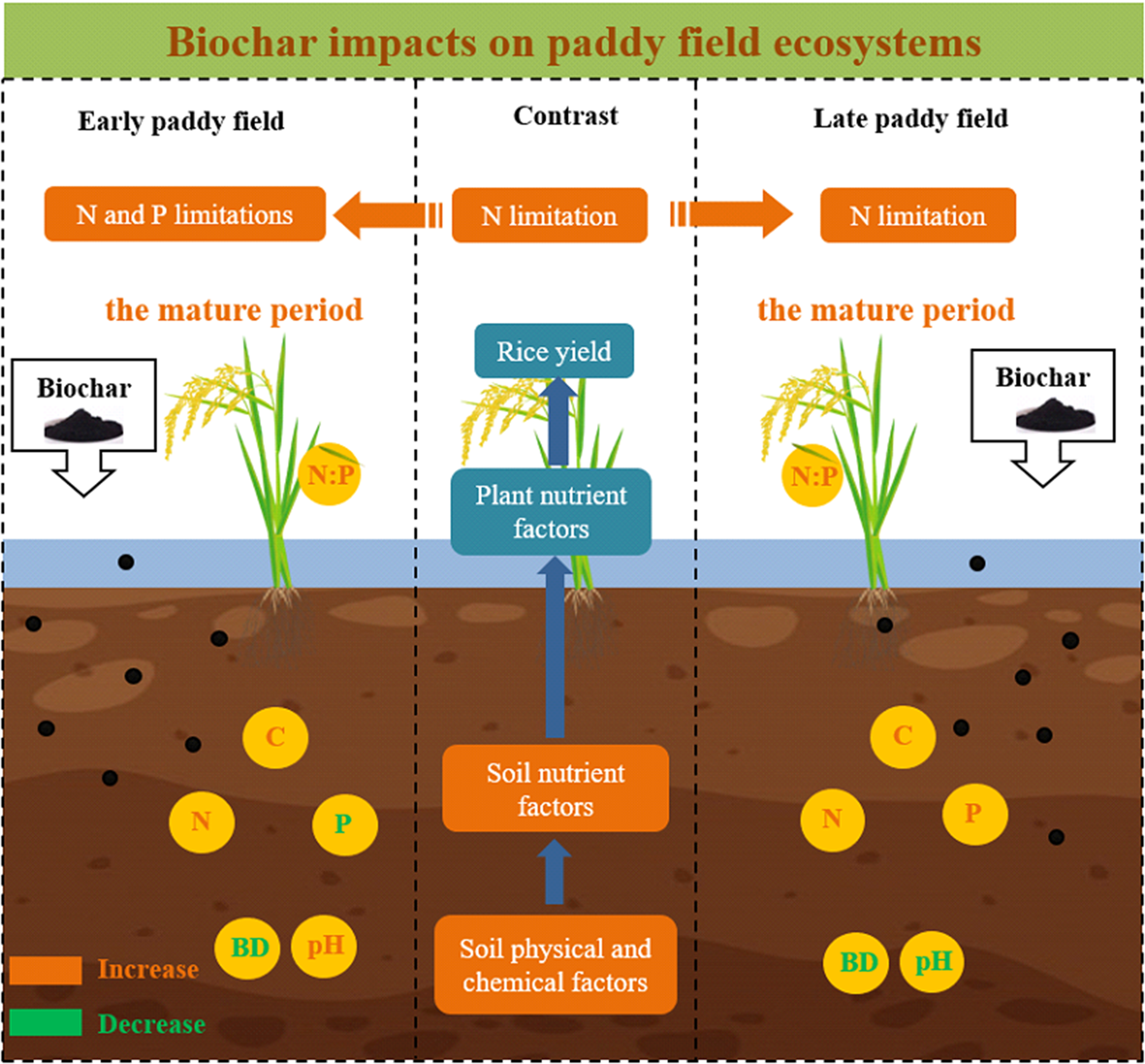 Responses of soil–plant C, N, and P concentrations and