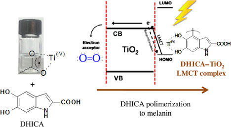 Natural melanin pigments and their interfaces with metal ions and