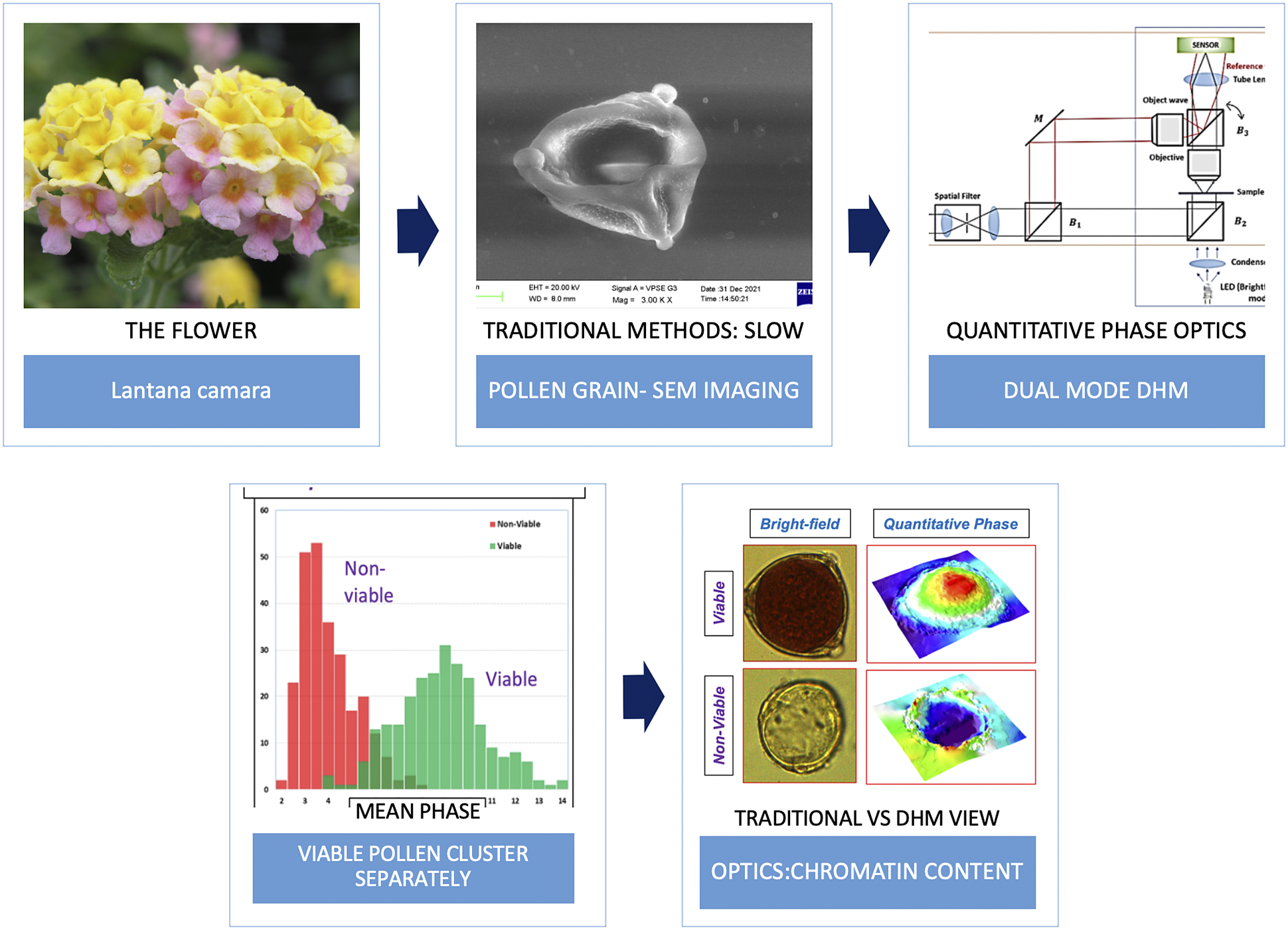 Quantification of pollen viability in Lantana camara by digital