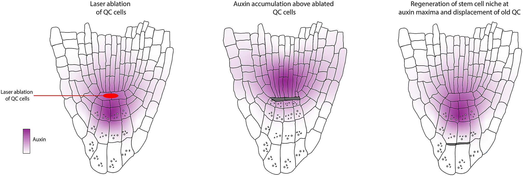 A blast from the past: Understanding stem cell specification in plant roots  using laser ablation | Quantitative Plant Biology | Cambridge Core