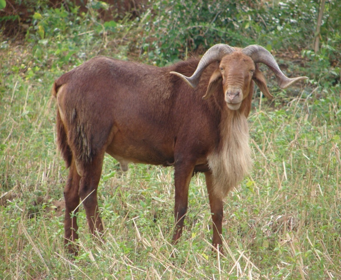 Characterization of Madras Red sheep in their breeding tract | Animal ...