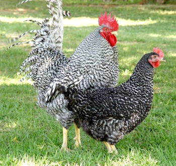 Egg production potentials of certain indigenous chicken breeds from ...