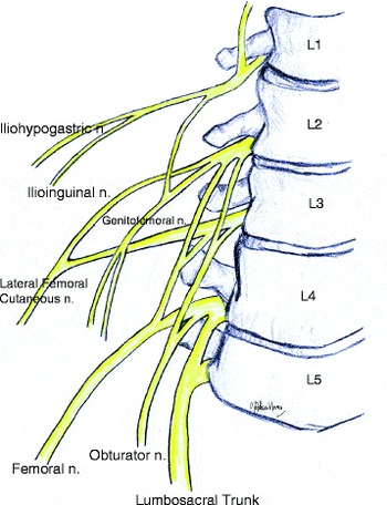 Sciatic nerve and its branches – Anatomy Atlas – Orthoracle LuanMD