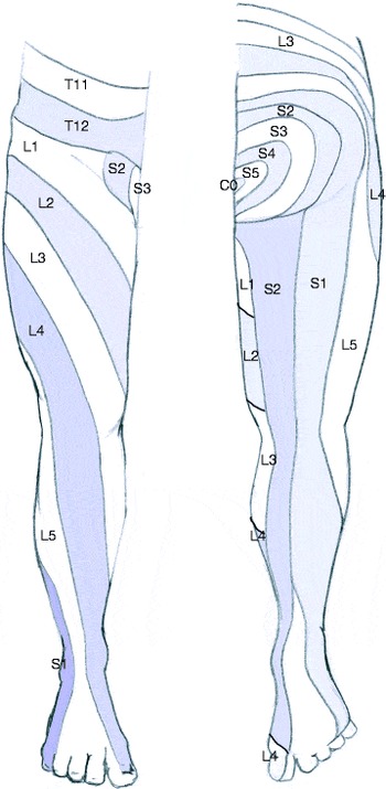 Dermatomes Of The Lower Limb Diagram Quizlet, 54% OFF