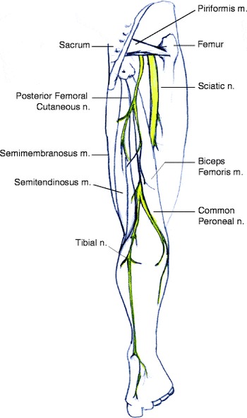 popliteal nerve block distribution