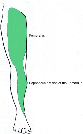 femoral nerve block distribution