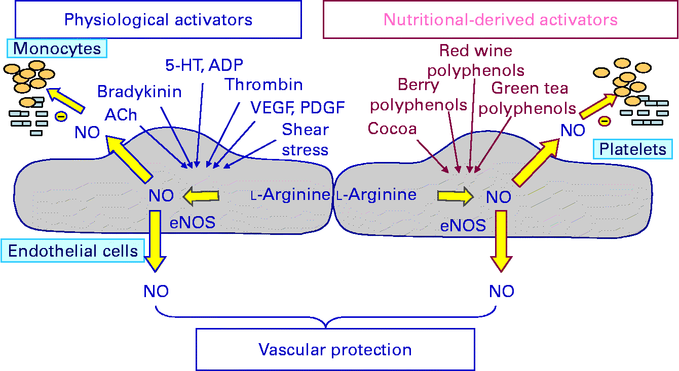Molecular mechanisms of the cardiovascular protective effects of ...