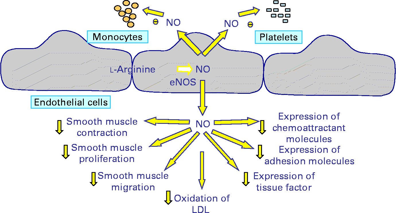 Molecular mechanisms of the cardiovascular protective effects of ...