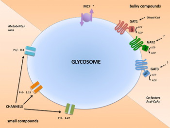 High-Confidence Glycosome Proteome for Procyclic Form Trypanosoma brucei by  Epitope-Tag Organelle Enrichment and SILAC Proteomics