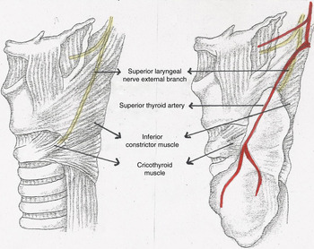 superior laryngeal nerve