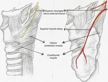 superior laryngeal nerve
