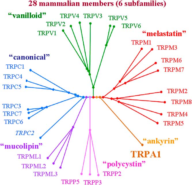 Transient Receptor Potential (TRP) Channels in the Brain the Good and the Ugly European