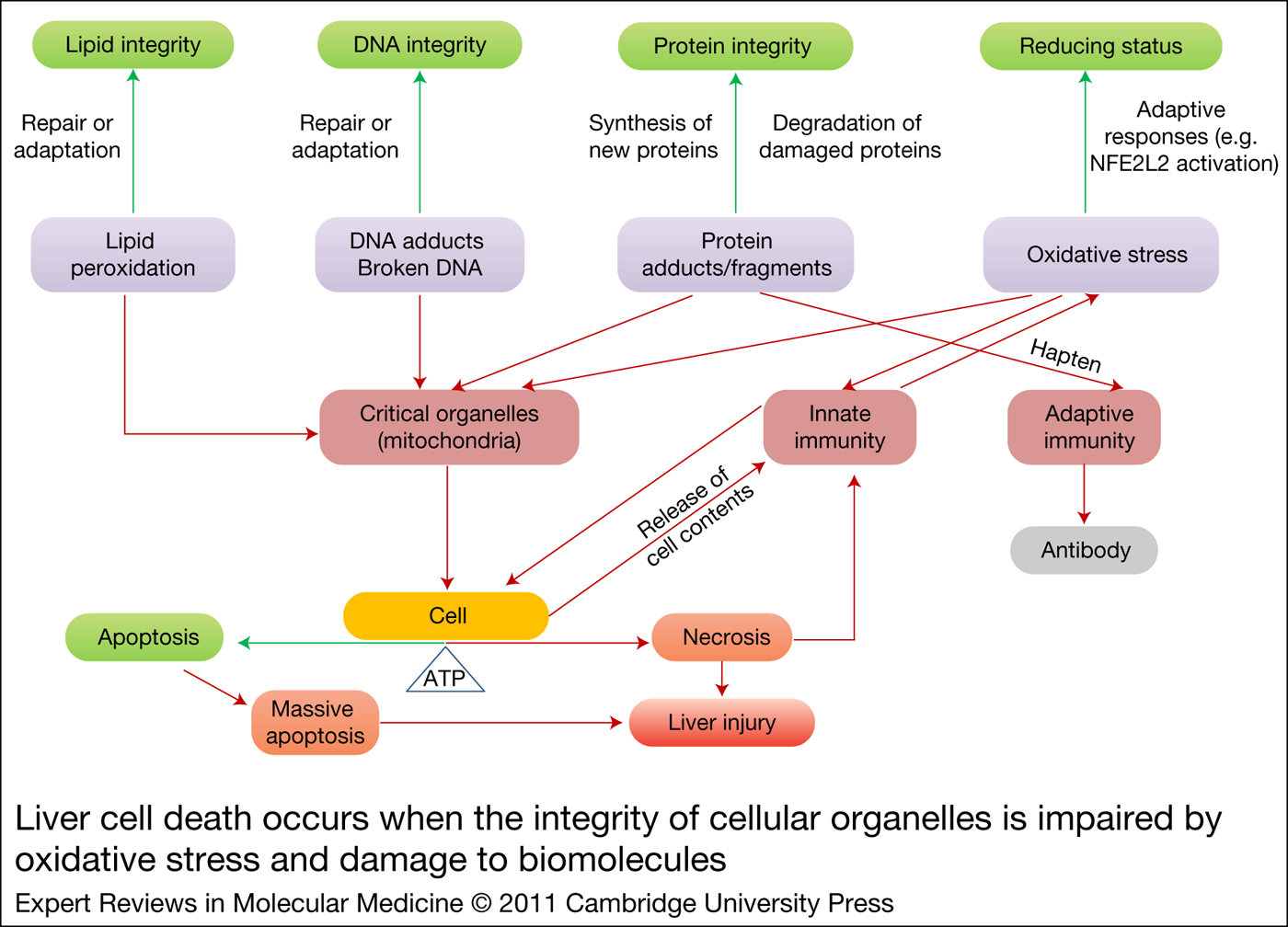 Molecular mechanisms underlying chemical liver injury Expert Reviews