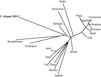 Rna Interference In Caenorhabditis Elegans Uptake Mechanism And Regulation Parasitology Cambridge Core