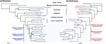 Molecular phylogeny supports the paraphyletic nature of the genus 