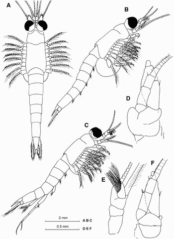 A record of the mysid Hemimysis lamornae mediterranea (Crustacea ...