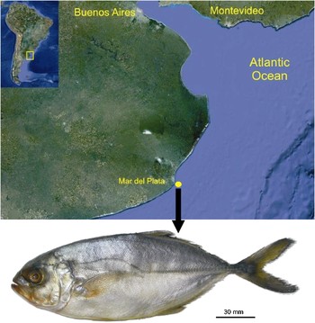 Second record of the blue runner Caranx crysos (Perciformes: Carangidae) in  Argentine waters, Marine Biodiversity Records