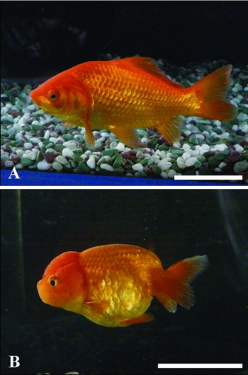 Goldfish (Carassius auratus auratus) adult, The Netherlands, June