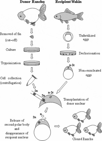 Attempt at cloning high-quality goldfish breed ‘Ranchu’ by fin-cultured ...