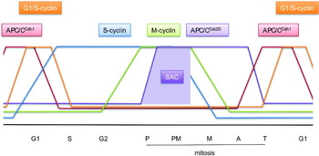 Sororin, a Substrate of the Anaphase- Promoting Complex, Is