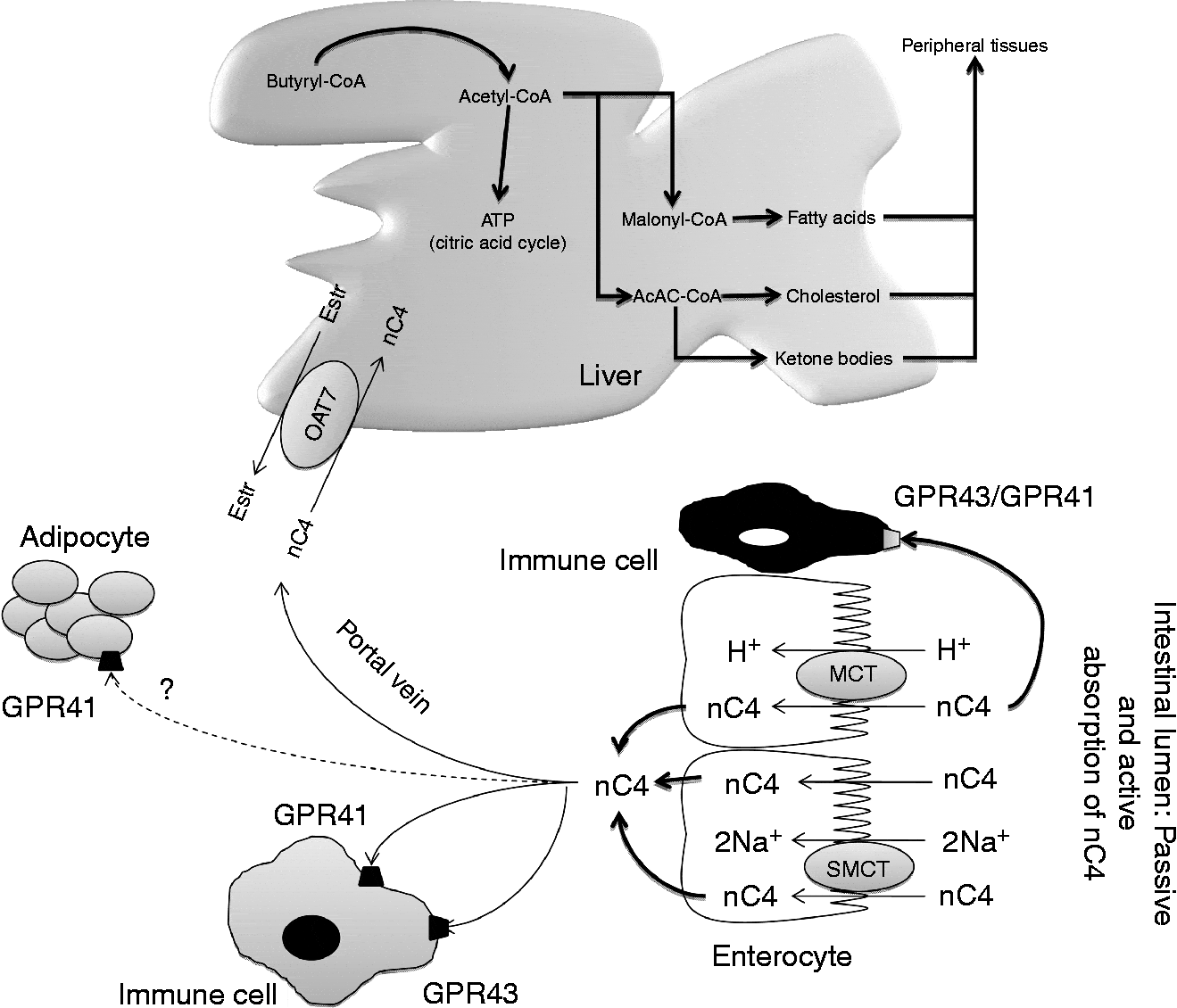 From the gut to the peripheral tissues: the multiple effects of ...