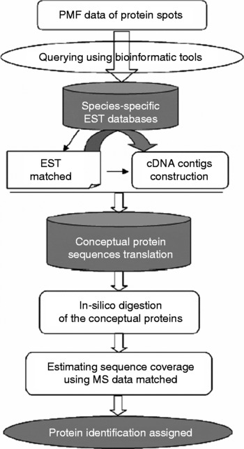 Methods For Protein Identification Using Expressed Sequence Tags And Peptide Mass Fingerprinting For Seed Crops Without Complete Genome Sequences Seed Science Research Cambridge Core