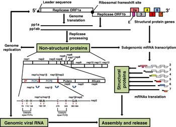 The role of porcine reproductive and respiratory syndrome (PRRS) virus ...