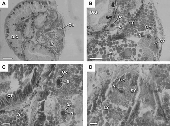 Gametogenic cycle of the tropical vermetids Eualetes tulipa and ...