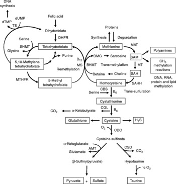 Intestinal metabolism of sulfur amino acids | Nutrition Research ...