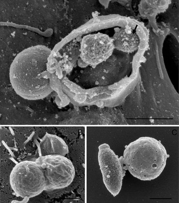 Morphological characterization of Cryptosporidium parvum life-cycle ...