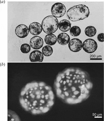 マロ In vitro development of goat parthenogenetic and somatic cell