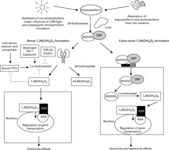 Ageing and vitamin D deficiency: effects on calcium homeostasis and ...