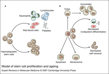 Stem cell ageing: does it happen and can we intervene? | Expert Reviews ...