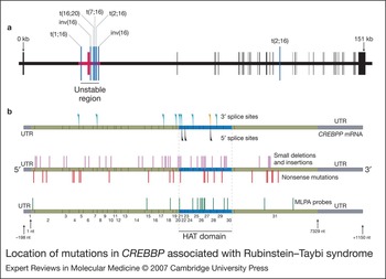 Mosaic CREBBP mutation causes overlapping clinical features of