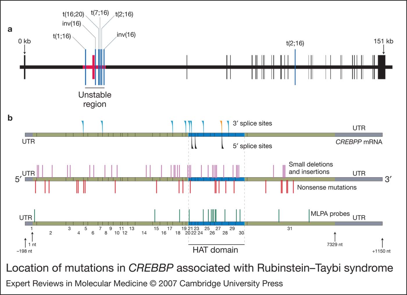 Rubinstein–Taybi Syndrome: Clinical And Molecular Overview | Expert ...