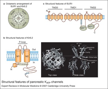 Frontiers  KATP channel mutations in congenital hyperinsulinism