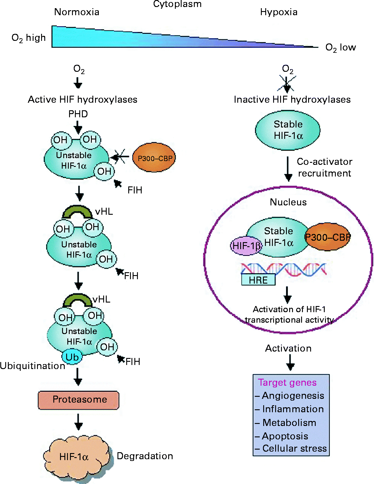 Hypoxia in adipose tissue: a basis for the dysregulation of tissue ...