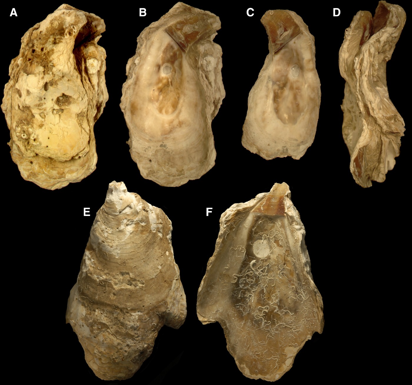 A New Record Of The Giant Deep-sea Oyster Neopycnodonte Zibrowii In The 