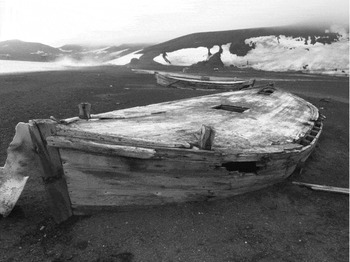 Large groups of southern fin whales documented in the Antarctic, after the  ban on whaling – ThePrint – ANIFeed